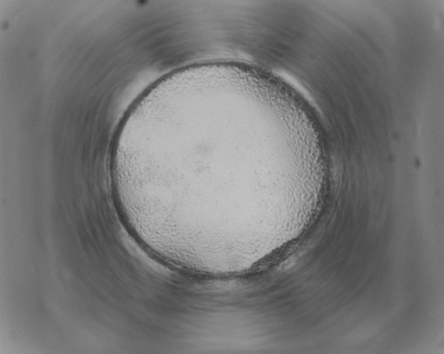 X0000076081468200610152240