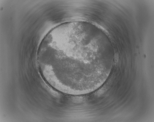 X0000076081470200610152240