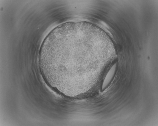 X0000076081484200610152240