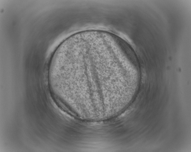 X0000076081504200610152239