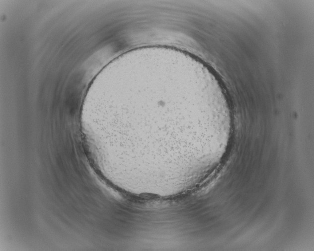 X0000076081521200610152240