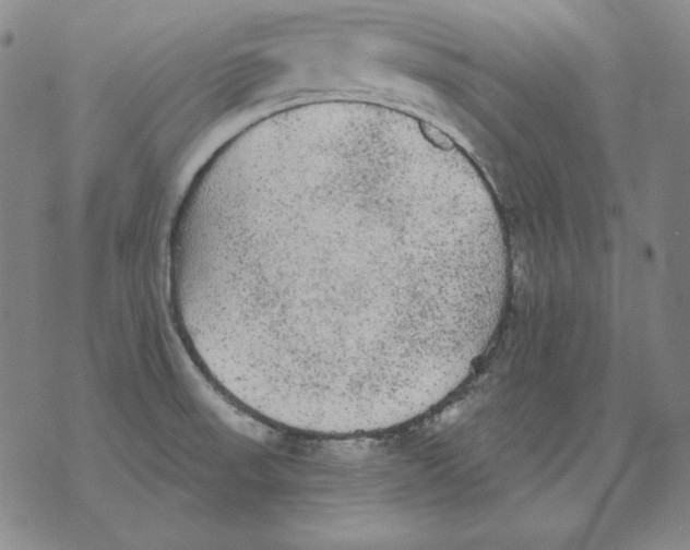 X0000076081523200610152240