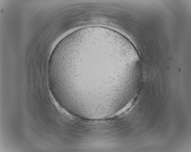 X0000076081534200610152240