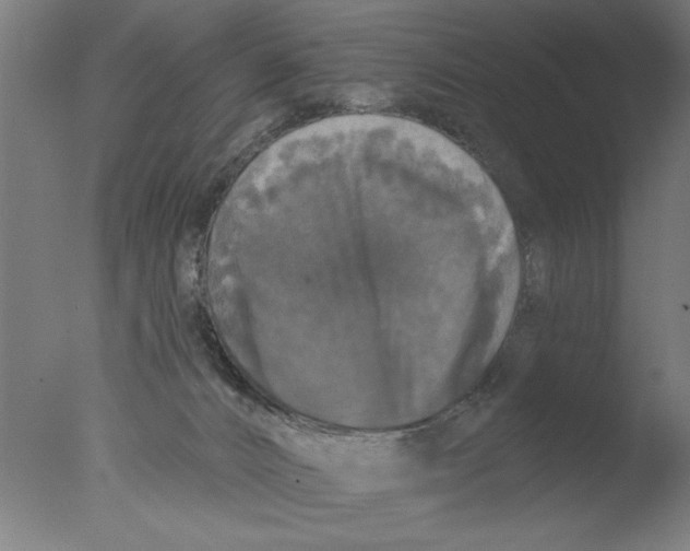 X0000076080032200610202052