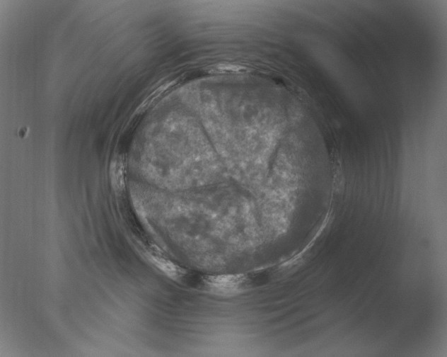 X0000076080191200610202050