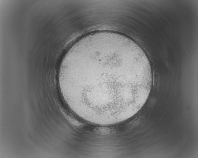 X0000076080253200610202048