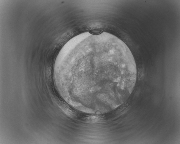 X0000076080365200610202046