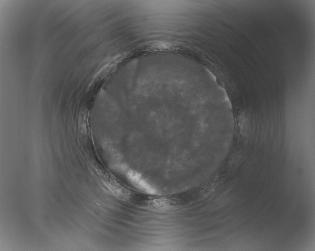 X0000076080423200610202045