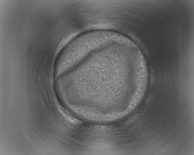 X0000076080486200610202044