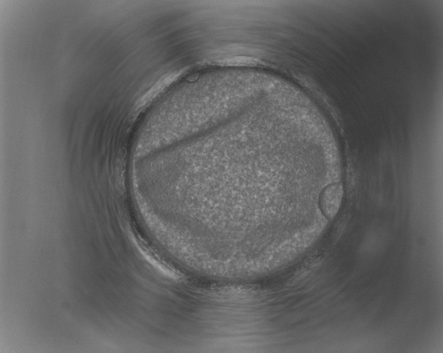 X0000076080533200610202043