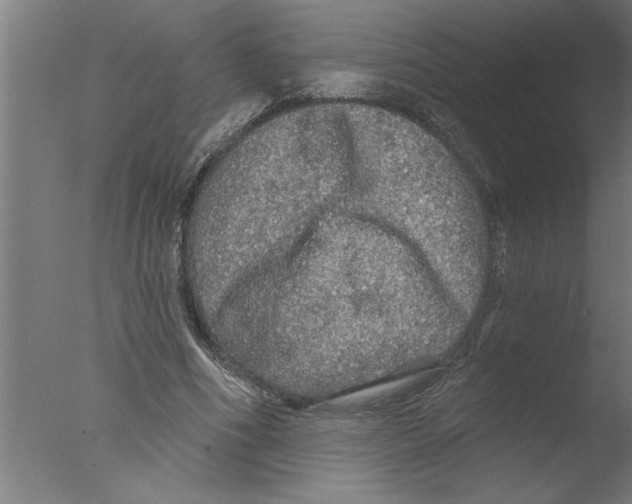 X0000076080586200610202042