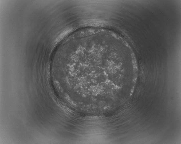 X0000076080679200610202041