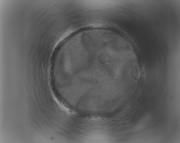 X0000076080730200610202039