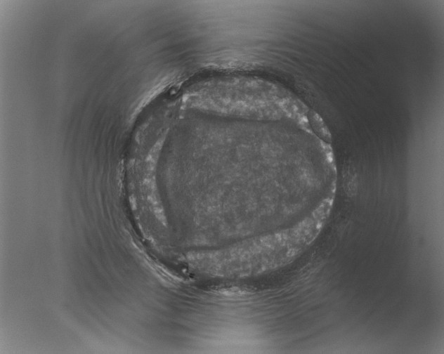 X0000076080735200610202039