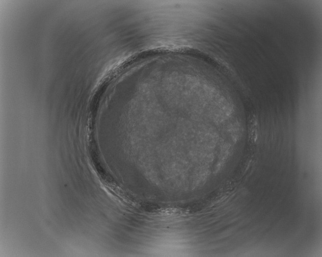 X0000076080736200610202039