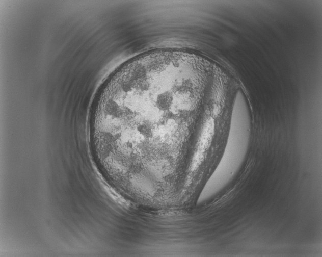 X0000076080795200610202039