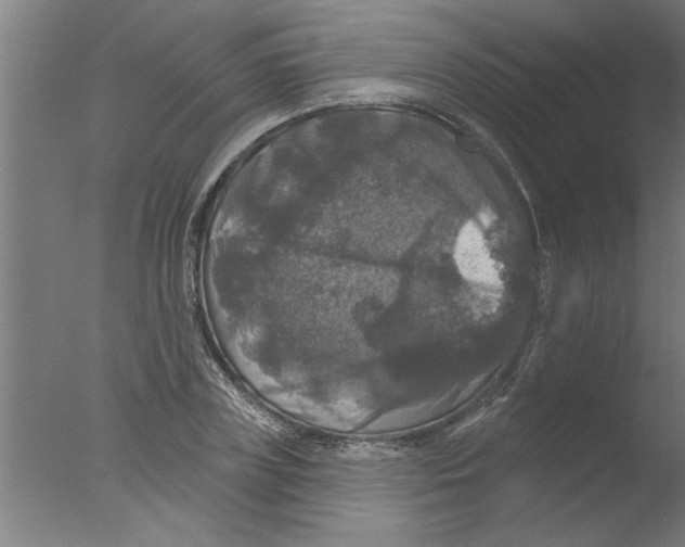 X0000076080835200610202038