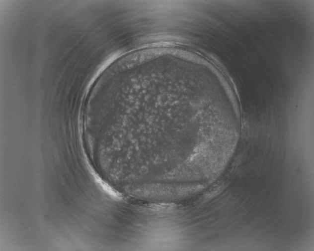 X0000076080859200610202038