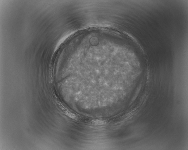 X0000076080878200610202037