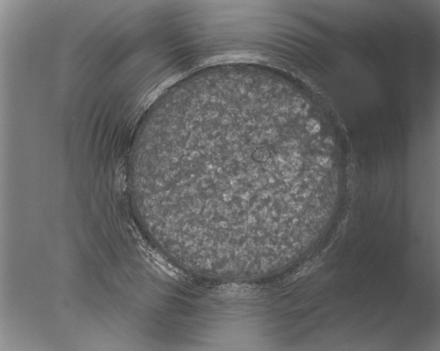 X0000076080929200610202036