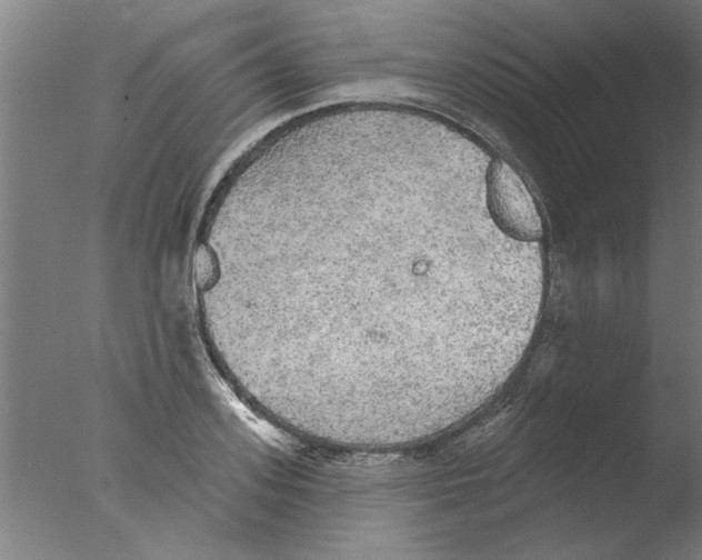 X0000076080939200610202036