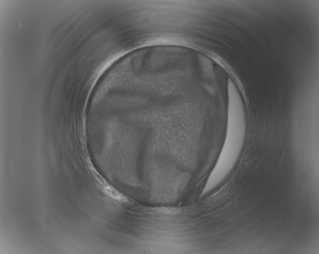 X0000076080996200610202035