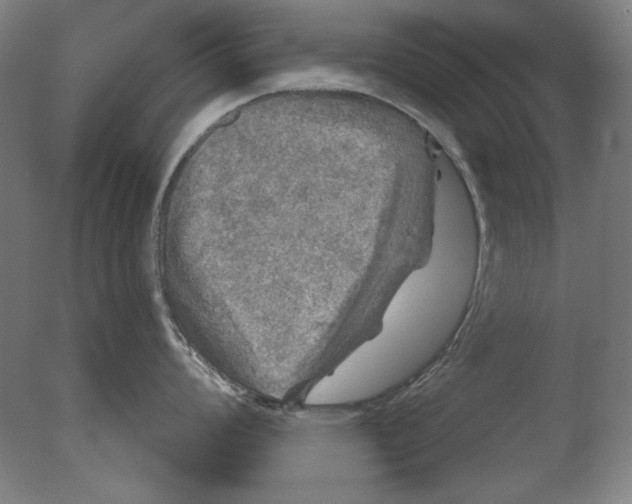 X0000076081008200610202035