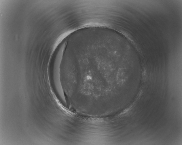 X0000076081030200610202035