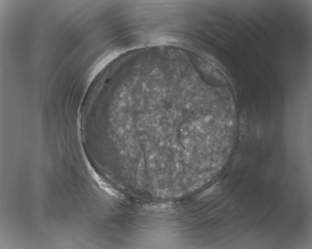 X0000076081047200610202035