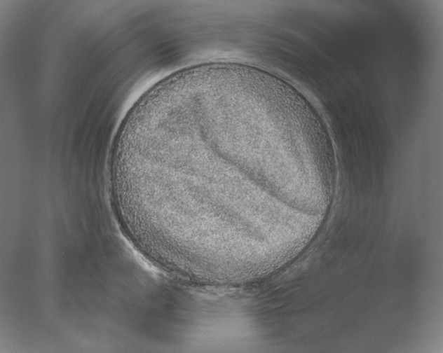 X0000076081056200610202035