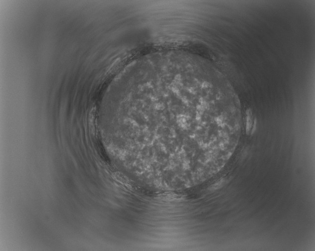 X0000076081059200610202034