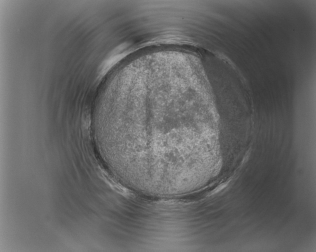 X0000076081065200610202034