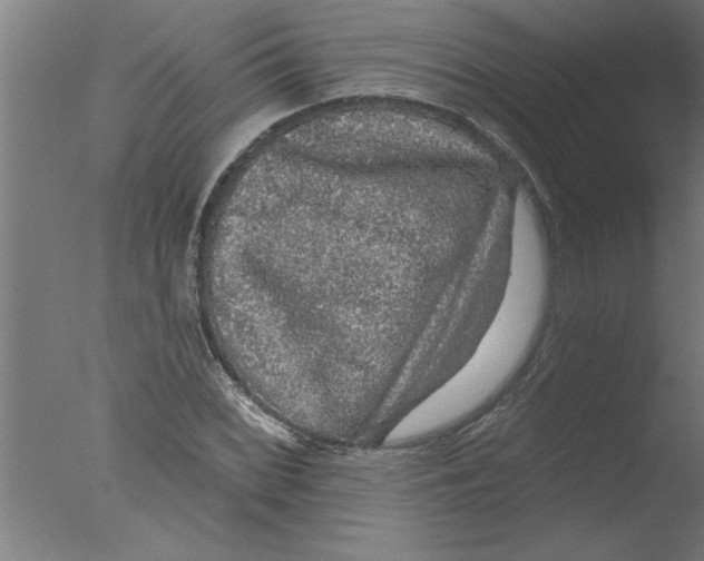 X0000076081068200610202034