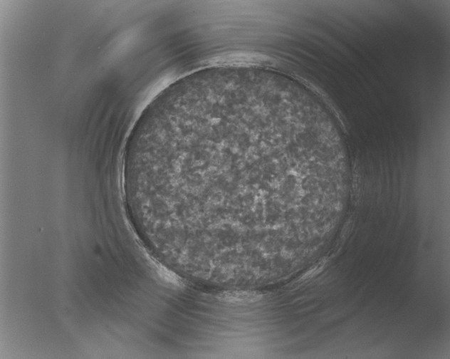 X0000076081083200610202034