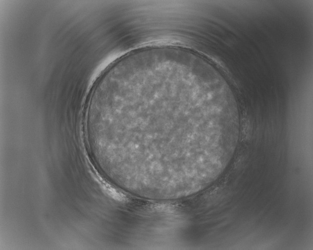 X0000076081086200610202034