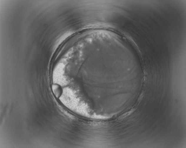 X0000076081087200610202034