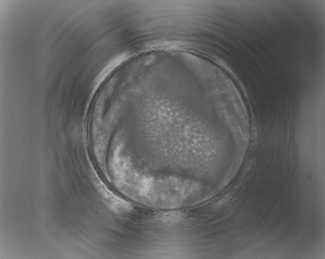 X0000076081090200610202034