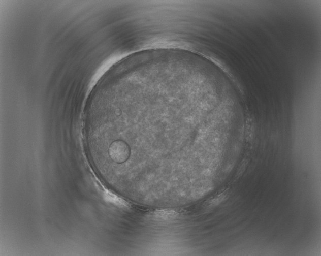 X0000076081094200610202034