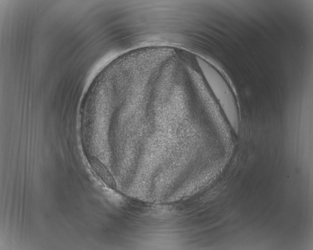 X0000076081096200610202034