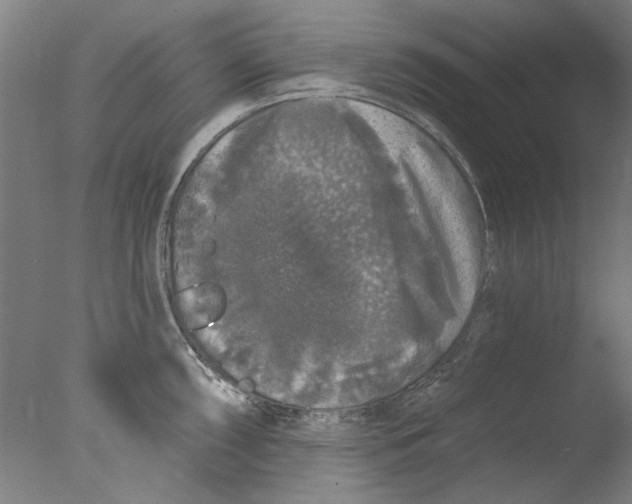 X0000076081098200610202034