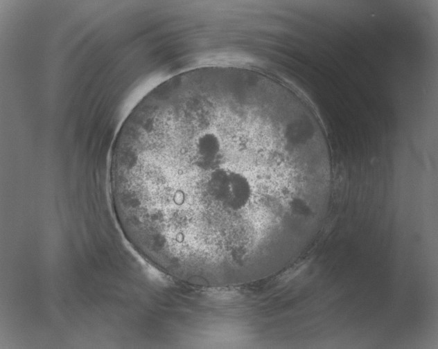 X0000076081103200610202034