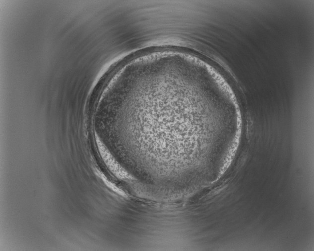 X0000076081116200610202033