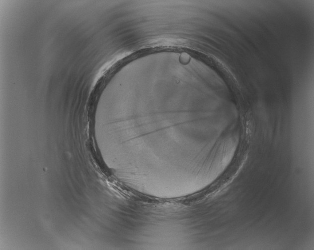 X0000076081117200610202033