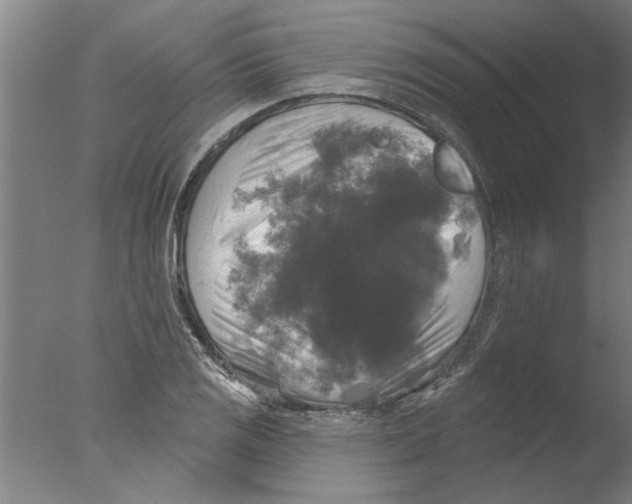 X0000076081125200610202033