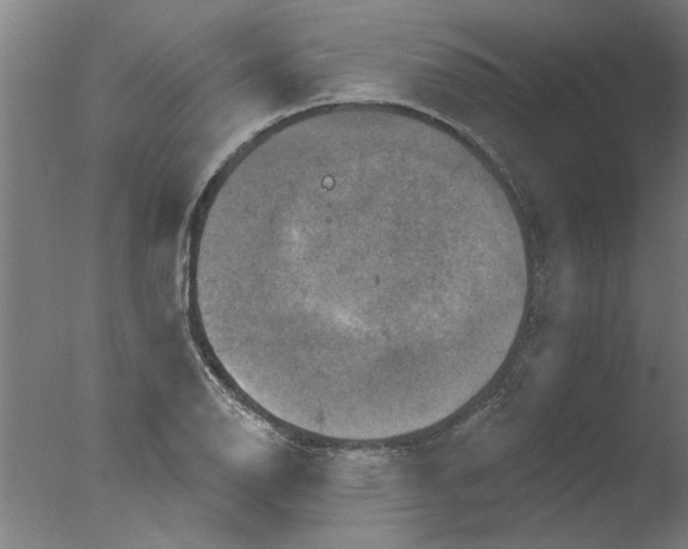 X0000076081126200610202033