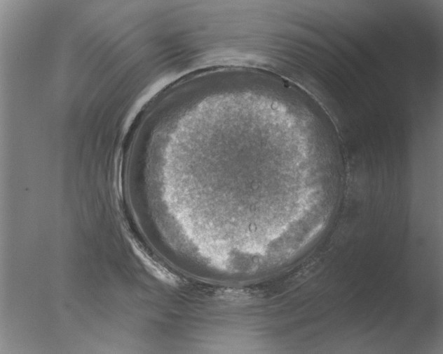 X0000076081128200610202033