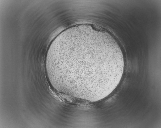 X0000076081137200610202033