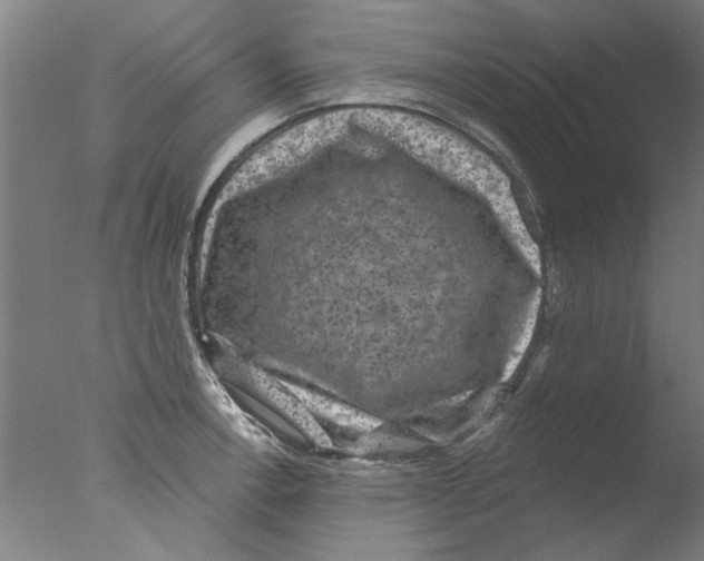 X0000076081138200610202033