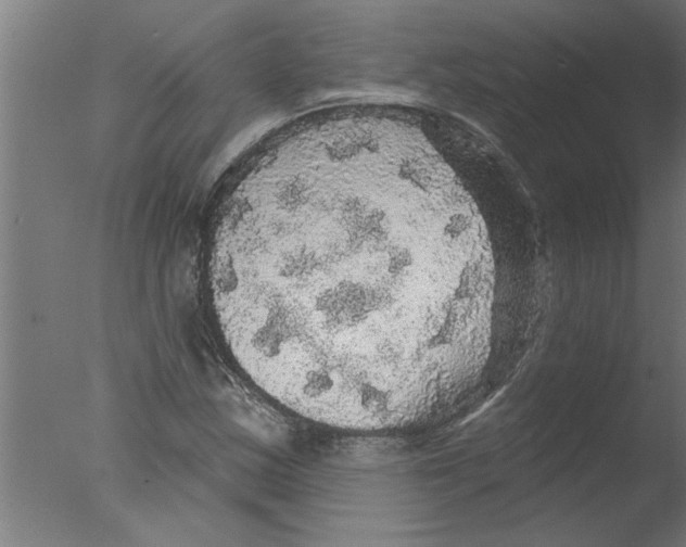 X0000076081163200610202033