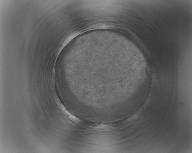 X0000076081178200610202032